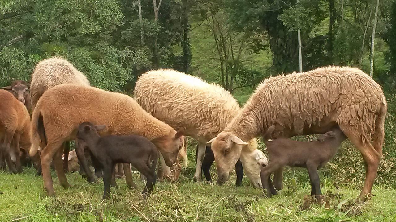 Hilamito Lodge Tela Kültér fotó